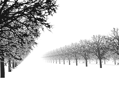 Bare Deciduous Trees In Winter Landscape With Snow Covered Branches And Symmetrical Rows 3d model