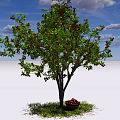 A Healthy Tree with Green Leaves Red Fruits and Basket Under Blue Sky White Clouds