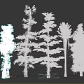 Different Types of Trees With Varied Trunk Shapes and Diverse Foliage Structures