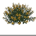 Lush Green Shrub With Bright Yellow Flowers And Height Measurement Scale