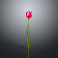 Beautiful Pink Tulip Plant with Green Stem Leaves Against Gray Background and Reflection