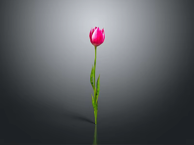Beautiful Pink Tulip Plant with Green Stem Leaves Against Gray Background and Reflection 3d model
