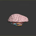 head structure head planer face human head planer face human brain planer face head structure brain structure human head structure 3d model
