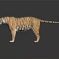 Realistic Tiger 3D Model With Black Stripes Standing On Reflective Dark Surface 3d model