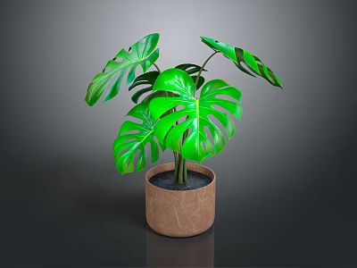 Green Monstera Plant With Large Leaves In Brown Pot On Dark Background 3d model