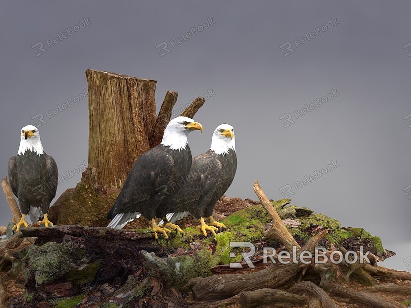 Modern Eagle Flying Animals Eagle Bald Eagle Combination Eagle Nest Animals Also Eagle Bald Eagle model