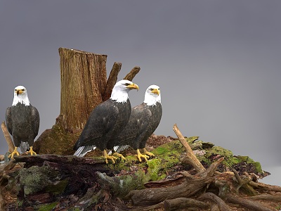 Modern Eagle Flying Animals Eagle Bald Eagle Combination Eagle Nest Animals Also Eagle Bald Eagle model