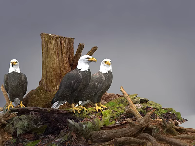 Three Bald Eagles Standing On Tree Stump With Driftwood And Moss Against Gray Sky 3d model