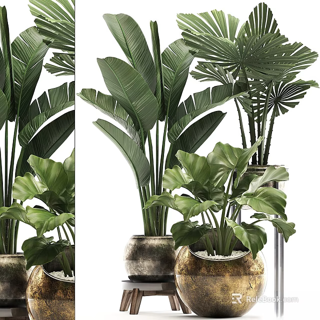 Large Leaf Indoor Potted Plants With Decorative Ceramic Pots For Home Interior Design 3d model 