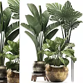 Large Leaf Indoor Potted Plants With Decorative Ceramic Pots For Home Interior Design