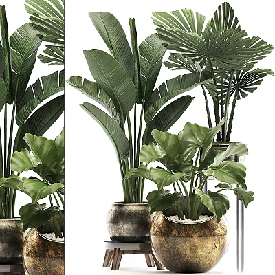 Large Leaf Indoor Potted Plants With Decorative Ceramic Pots For Home Interior Design 3d model