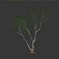 Green Foliage Plant with Multiple Trunks and Orange Base on Dark Background