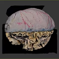 Color Coded 3D Anatomical Organ Model with Detailed Internal Structure for Medical Training