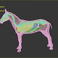 Transparent Horse Anatomical Model Showing Internal Organs And External Hair Structure