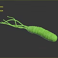 Green Microbial Organ Structure With Hair Like Appendages And Textured Cylindrical Body