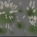 Different Types Of Ornamental Grasses With White Plumes And Green Foliage