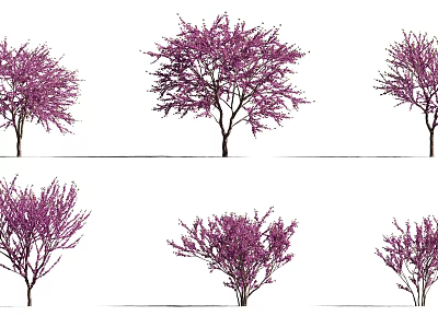 Six Arbor Trees With Purple Flowers Arranged In Two Rows Three Each On White Background 3d model