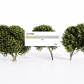 Three Green Arbor Trees With Lush Foliage And Different Canopy Shapes 3d model