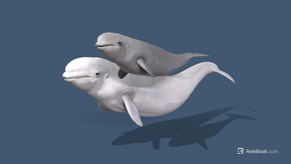 Two White Beluga Whales Swimming Together in Blue Underwater Environment With Shadows 3d model 