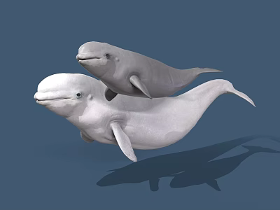 Two White Beluga Whales Swimming Together in Blue Underwater Environment With Shadows 3d model