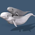 Two White Beluga Whales Swimming Together in Blue Underwater Environment With Shadows