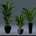 Lush Green Potted Plants with Lush Leaves Different Sizes and Colored Pots in Light Background