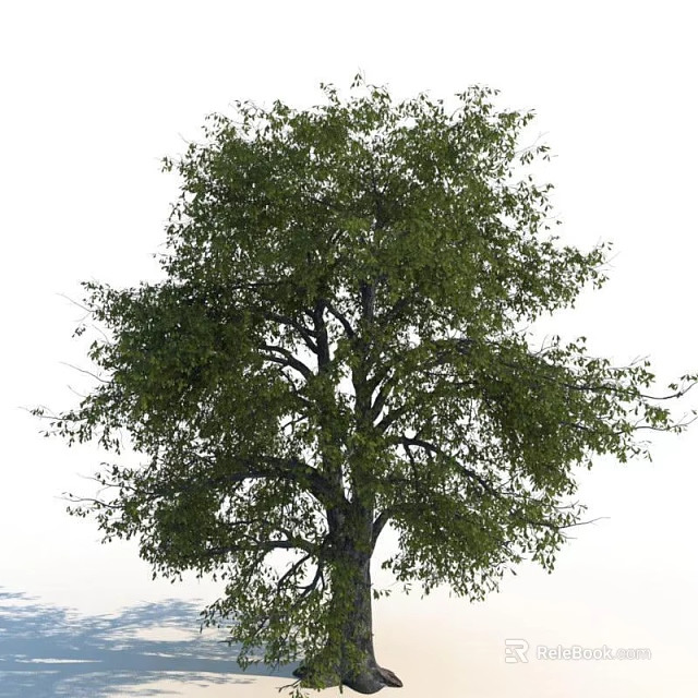 Tall Deciduous Tree With Lush Green Foliage And Sturdy Trunk In Natural Setting 3d model 