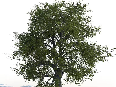 Tall Deciduous Tree With Lush Green Foliage And Sturdy Trunk In Natural Setting 3d model