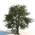 Tall Deciduous Tree With Lush Green Foliage And Sturdy Trunk In Natural Setting