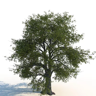 Tall Deciduous Tree With Lush Green Foliage And Sturdy Trunk In Natural Setting 3d model