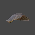 Natural Turtle Shell Specimen Exhibit In Nature Lab For Scientific Research