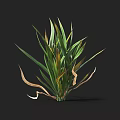 Crop Plant With Green And Yellow Leaves Healthy And Withered Against Dark Background
