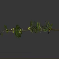 Detailed Plant Branch With Green Leaves Yellow Flowers And Small Pods