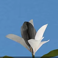 Blooming White Magnolia Flower Against Clear Blue Sky With Fresh Green Leaves