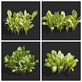 Fresh Green Leafy Vegetables Shown From Different Angles With Lush Vibrant Foliage 3d model