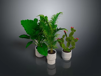 Large Leaf Plant Palm And Cactus With Red Flowers In White Pots On Dark Background 3d model