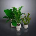 Large Leaf Plant Palm And Cactus With Red Flowers In White Pots On Dark Background