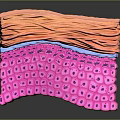 Modern Skin Interface 3d model