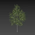 Tall Arbor With Lush Green Leaves And Slender Trunk On Black Background