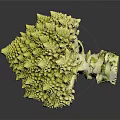 Fresh Green Romanesco Broccoli With Unique Spiral Pattern On Black Background 3d model
