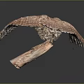 Flying Owl with Brown and White Spotted Feathers Spread Wings Against Dark Background