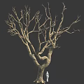 Tall Leafless Tree With Thick Trunk And Many Branches Near Small White Figure