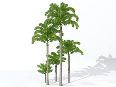 Group of Tropical Palm Trees With Tall Trunks And Green Fronds Casting Shadows 3d model