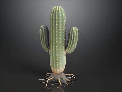 Green Cactus With Three Branches And Exposed Roots On Dark Background 3d model