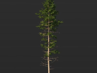 Tall Evergreen Arbor With Lush Green Leaves And Slender Trunk Isolated On Dark Background 3d model