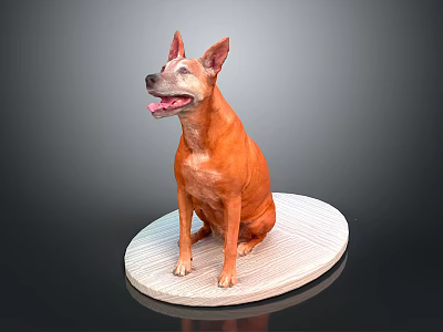 Adorable Orange Dog With Pointed Ears Sitting On White Oval Platform With Gray Background 3d model