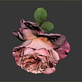 Beautiful Pink Rose With Ruffled Petals On Dark Background And Shiny Reflection
