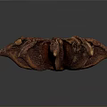Dried Star Anise Spice with Brown Star Shaped Pods on Dark Background