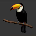 Toucan With Large Colorful Beak Perched On Branch Black White Plumage Vibrant Eye Area