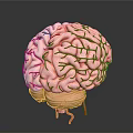 3D Rendered Brain Model Medical Device with Vascular Details for Neurosurgical Training